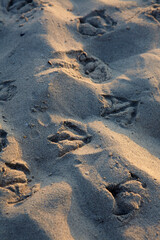Footprints of seagulls on the beach, Sardinia, Italy