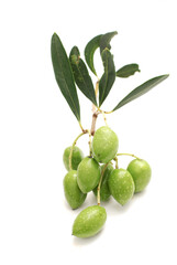 Olives on a twig isolated on a white background, mediterranean food, vegan
