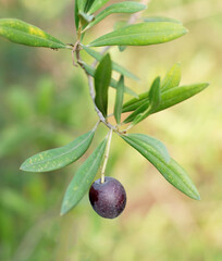 Olives on a olive tree, twig with fresh fruits, hain in Israel