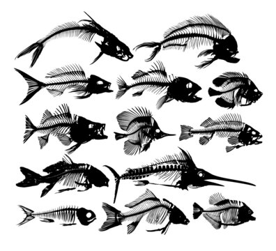 A Set Skeletons of predatory sea fishes.