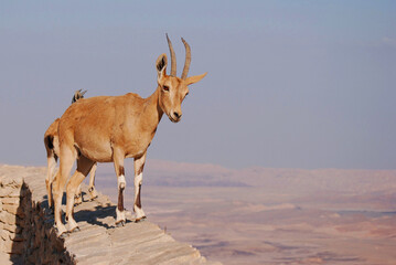 Ibex on the edge of the Machtesh Ramon in Mitzpe Ramon, Israel, Negev desert