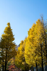 Obraz premium 秋の景色