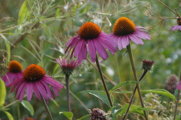 bee on a flower
