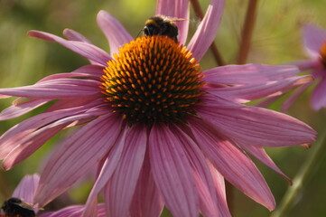 bee on a flower