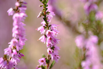 Close up of purple heather on the heathland
