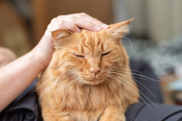 猫が好き　茶トラ猫