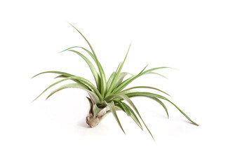 Tillandsia capitata isolated on white background