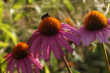 bee on a flower