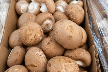 Fototapeta premium Fresh portobello champignons mushrooms sold at the city farmers market