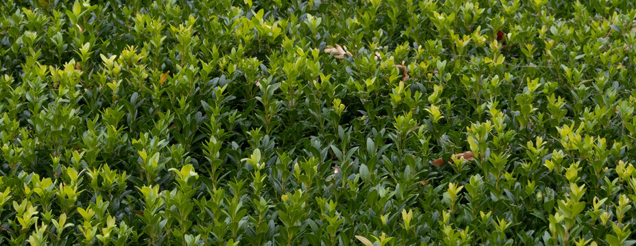 The texture of a natural hedge