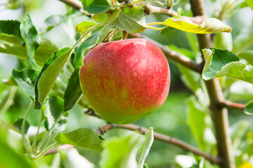 One bright juicy red-green apples hanging on a tree branch in fresh green foliage. Shot close-up in nature on a sunny day. An apple a day keeps the doctor away.