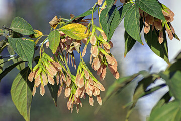 Maple branch with earrings close-up