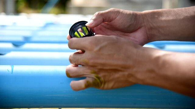 Seedlings the salad plant in the sponge with water pipe for plant in to hydroponics system