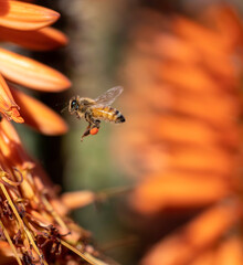 Bumble bee flying with pollen on its legs, collecting pollen from flower