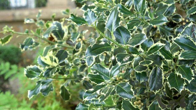 Evergreen Holly Ilex Aquifolium. Silver Queen tree in the natural city park. Variegated foliage