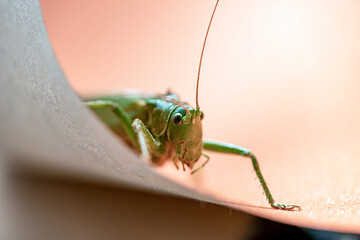 grasshopper on a leaf