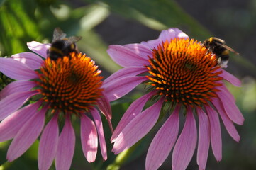 bee on a flower