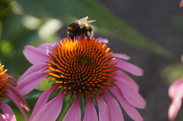 bee on a flower