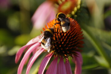 bee on flower
