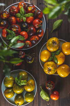 Raw fresh colorful tomatoes in gray ceramic plates on dark wooden background. Concept of greenhouse lifestyle and products of subsistence farming, top view.