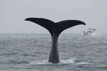 【北海道】羅臼沖のマッコウクジラ