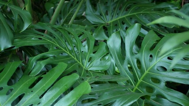Exotic monstera jungle rainforest tropical atmosphere. Fresh juicy frond leaves, amazon dense overgrown deep forest. Dark natural greenery lush foliage. Evergreen ecosystem. Paradise calm aesthetic.