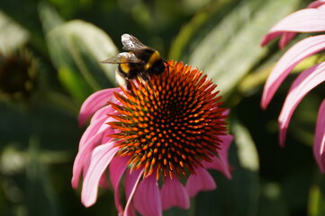 bee on a flower