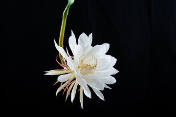 Epiphyllum 