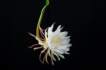 Fototapeta na wymiar Epiphyllum