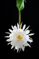 Epiphyllum