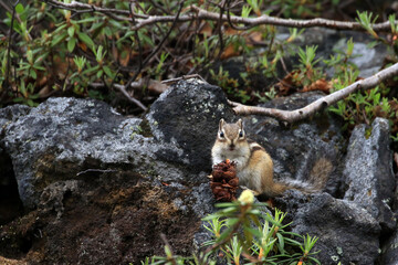 【北海道】十勝岳のエゾシマリス