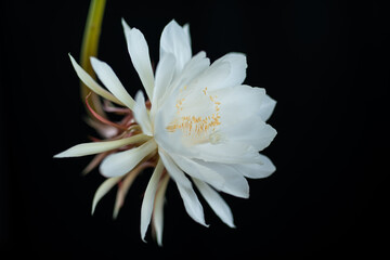 Epiphyllum 