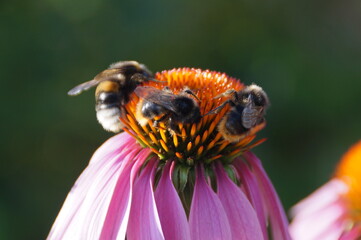 bee on flower