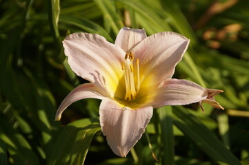 Fototapeta premium yellow lily flower
