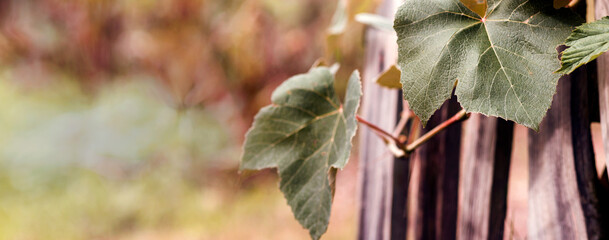 Winogronowe liście w ciepłym wczesno jesiennym klimacie.