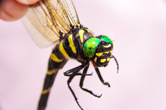 オニヤンマ の画像 508 件の Stock 写真 ベクターおよびビデオ Adobe Stock
