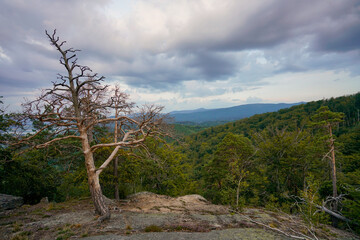 Obraz premium tree in the mountains
