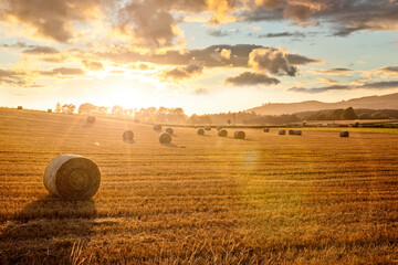 Hay bales in golden field with sunset summer background - obrazy, fototapety, plakaty