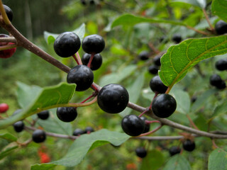 Branch of Bird Cherry coseup