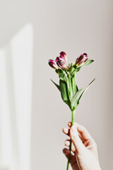 Alstroemeria flower. Hand holding a blooming plant