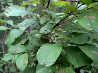 Green leaves in the forest