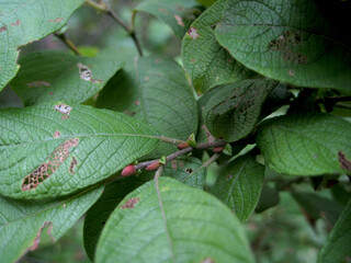 Branch with green leaves closeup