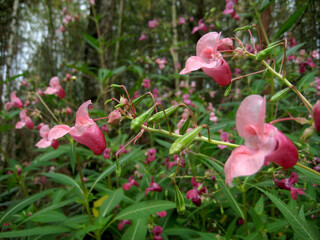 Pink flowers in green grass field