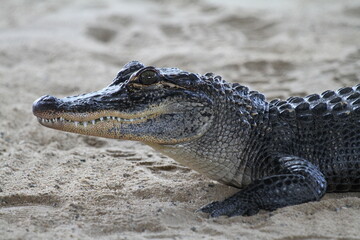 Close up of an America alligator, resting on sand