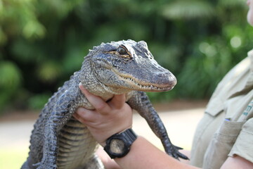 American Alligator at zoo being held by the zoo keeper
