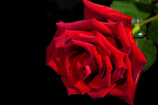 Roes-Flower-Bilder: Stock-Fotos & -Videos. | Adobe Stock