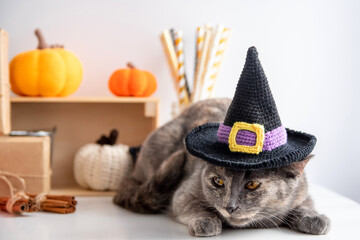 A gray cat in a witchs hat and lies on a white background with autumn decor. Halloween concept and pet.