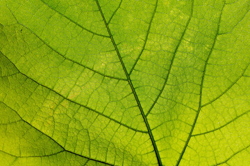 Naklejka na ściany i meble Green leaf closeup