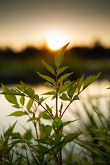 Wild plants in the sunset light