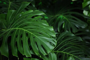 Fototapeta na wymiar Green leaves natural background, tropical leaves of monstera.